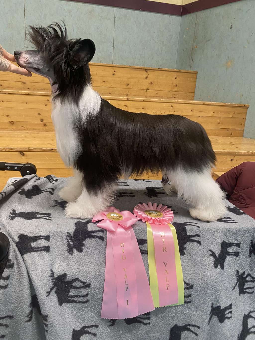 Ensidias Sunflower Sovereign