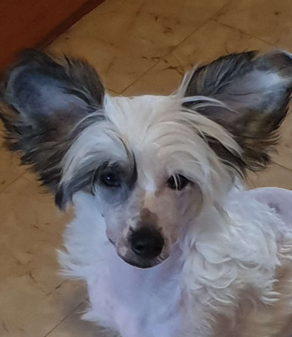 Crestilux Dazzling Diamond