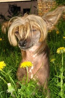 Olegro Katrin Allabama