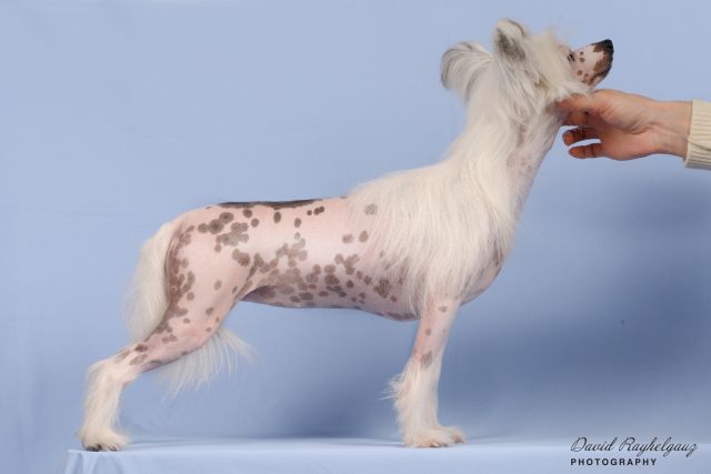 Eseniya iz Sozvezdiya Khana