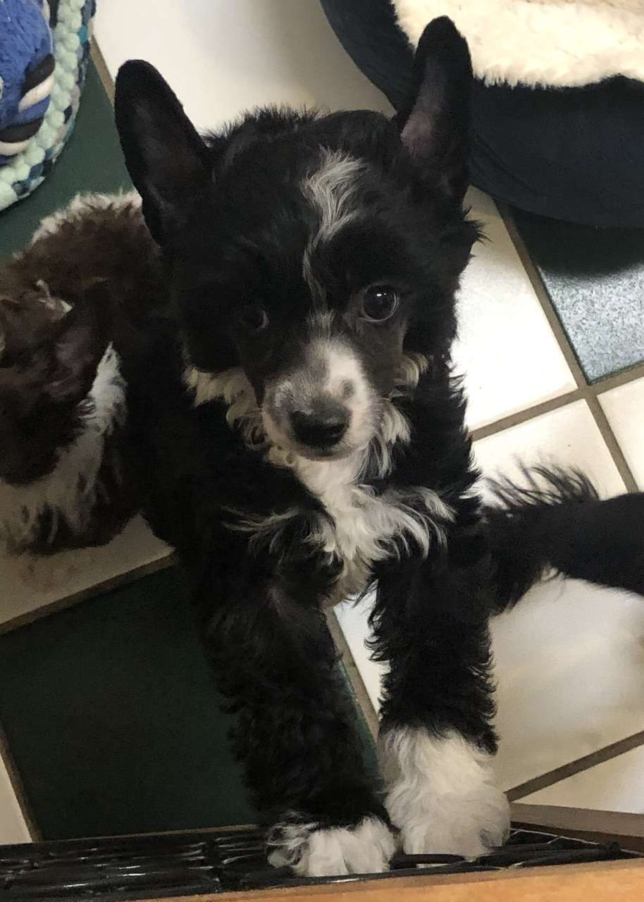 Soluna Ziggy Stardust