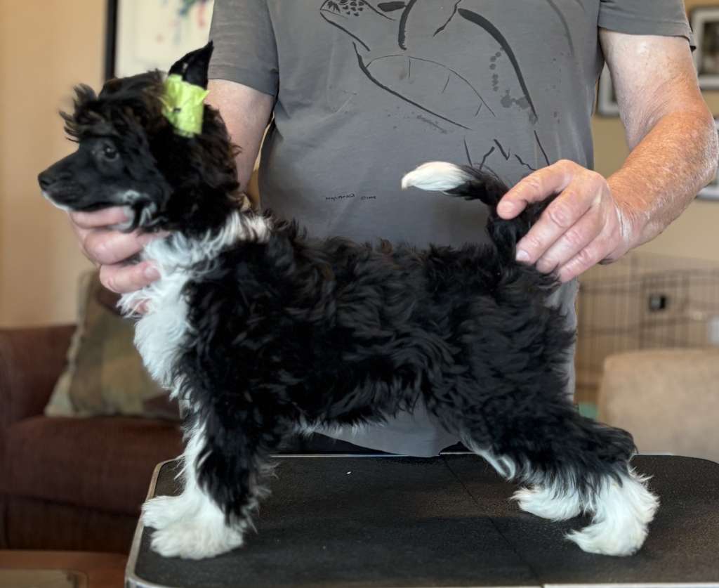 Puffin N Wind Vision In Black and White