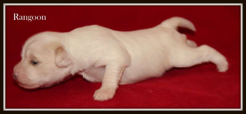 Rangoon du Pavé de Varennes