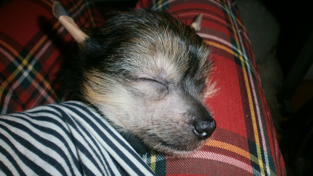 Eternal Flame of mystic Star