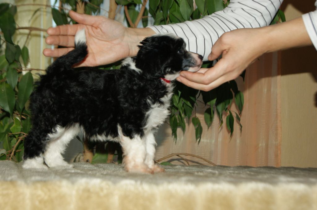 Baghira Beautiful Dogs