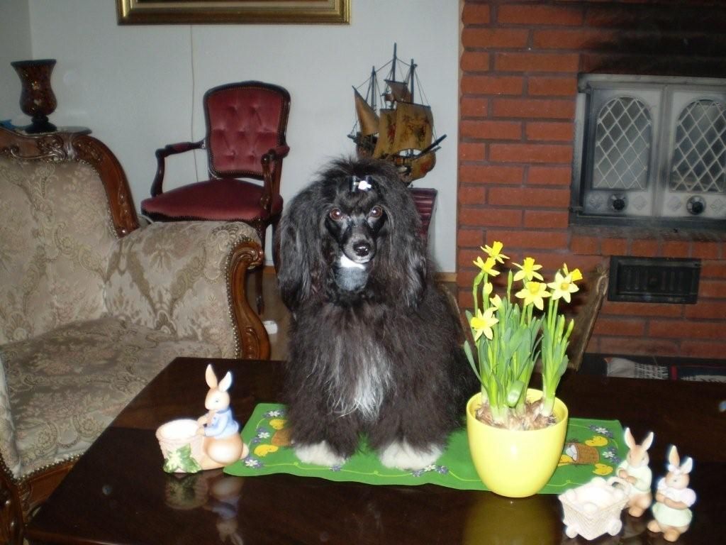 Kaunisvirran Orchidaceae