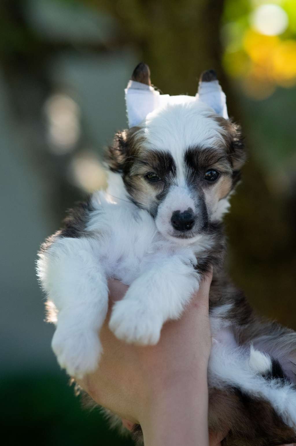 Hummus Szanghajskie Taco FCI