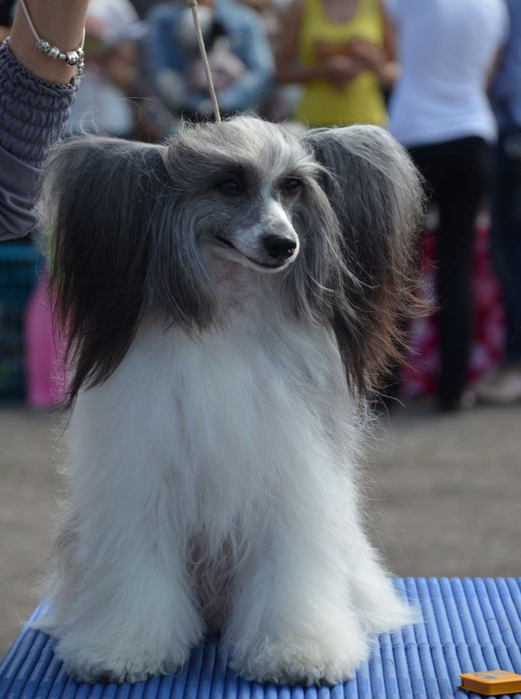 Agata Asti Bonus Westtai