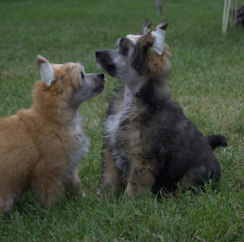 Incognito Kokeshi' c Dogs