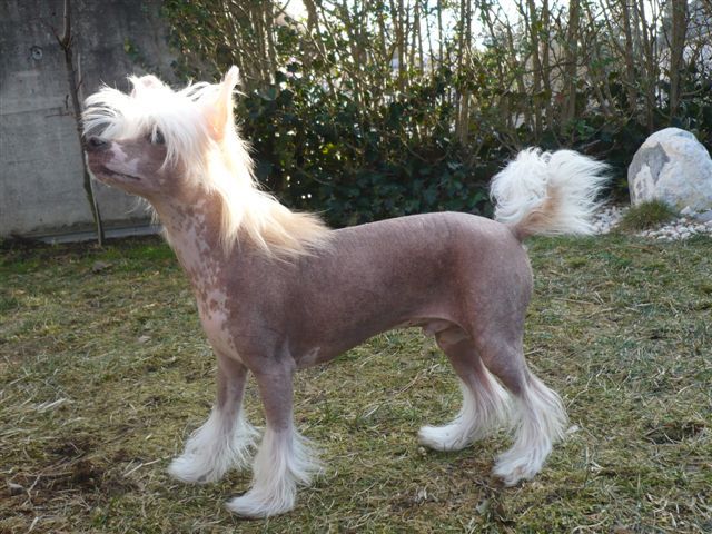 Dogs of Justice Crazzy Cayo