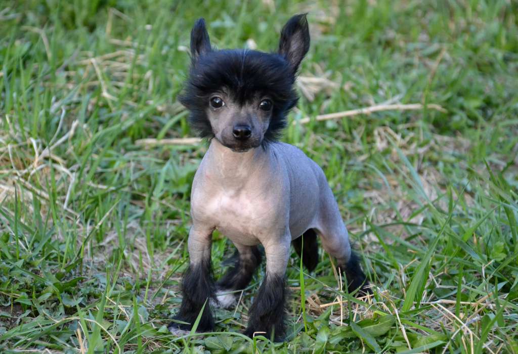 Feeriya Magic Dolche Vita