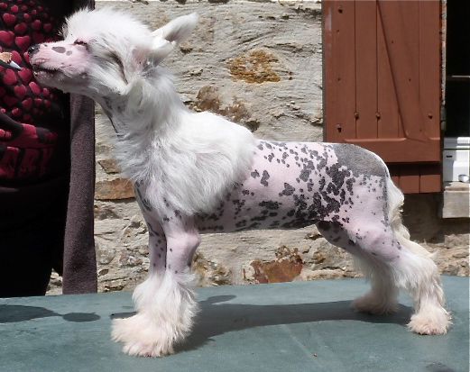 Taï Mandchou's Icone Rush