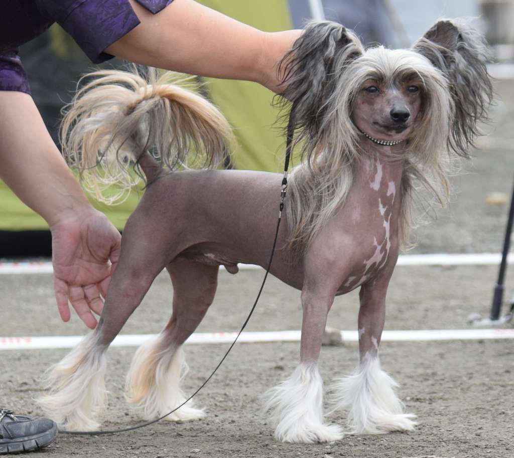 Artic Flyer's No Copyright