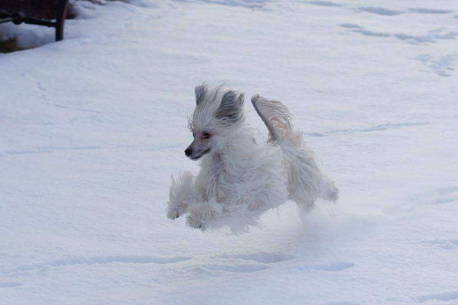 Crestilux Afternoon Aperitif