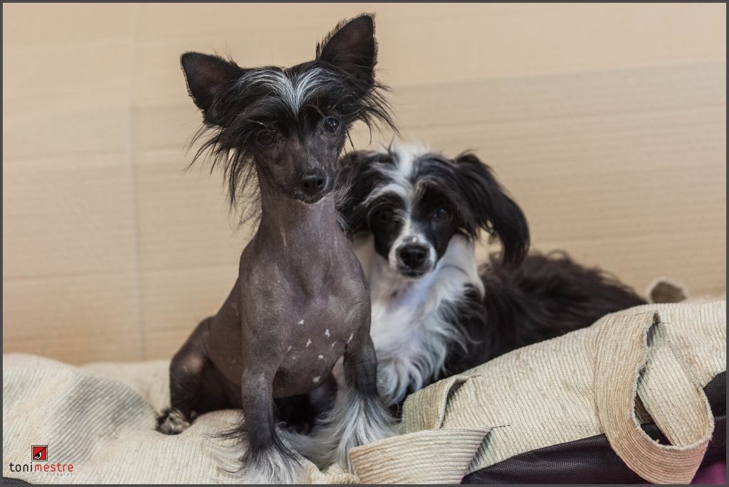 Pau de Vernissa Kennel