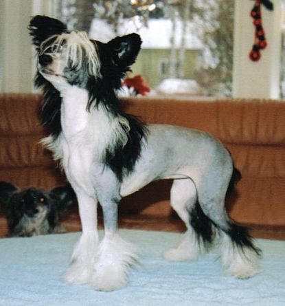 Crestwood Hot Gossip