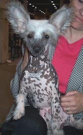 Yorkhouse Little Big Man