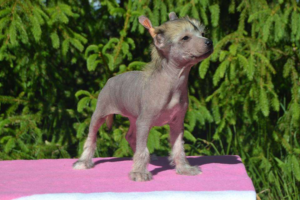 Namilon Cotton Candy