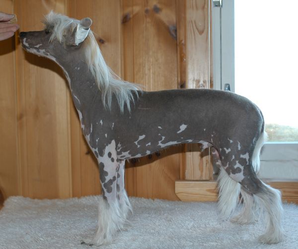 Herman Houdini Avrina