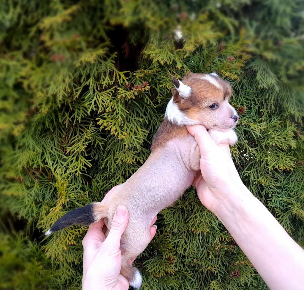 Moment of Glory Esmeralda