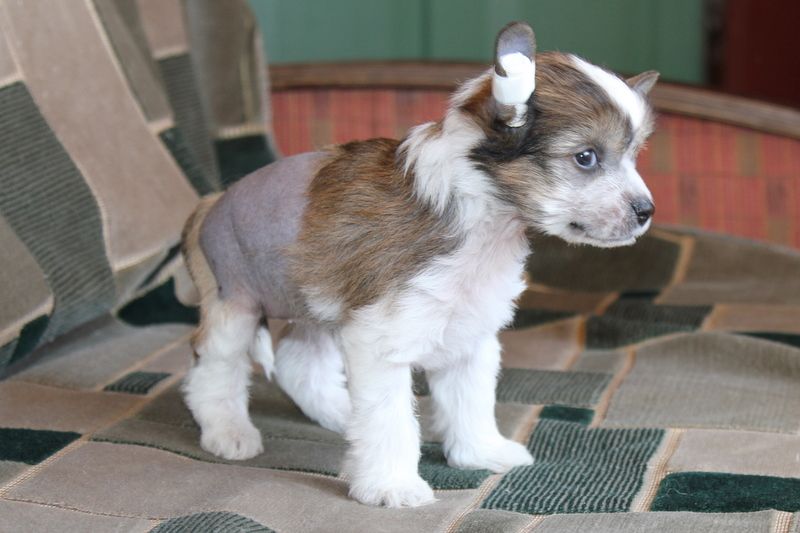 World Show Beatris Hrustal*nyj Bljuz