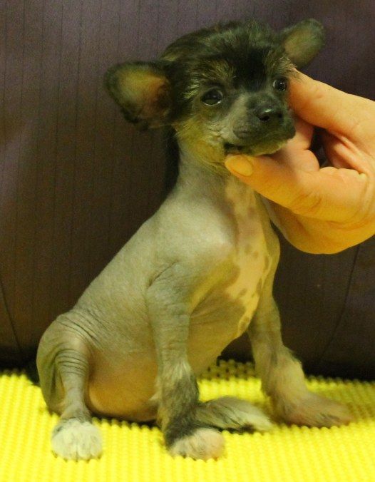 Lysmo Top model De Rama