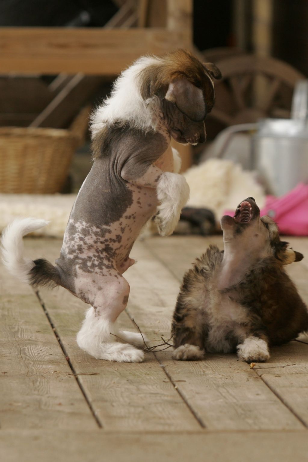 Gou's Leaving On A Jet Plane