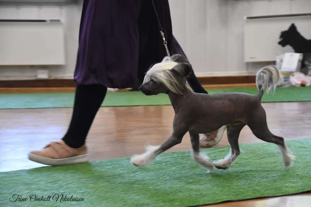 Artic Flyer's Mount Blanc