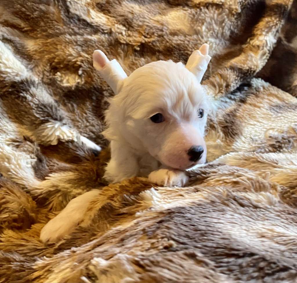 Chic to Chic Martini Gold