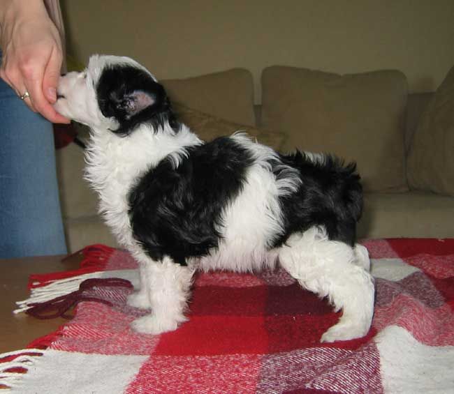 Stormblåstens Ofelia