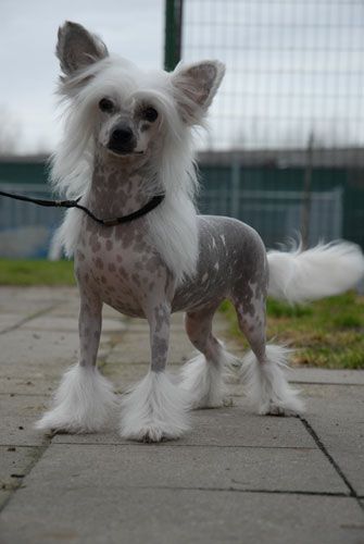 Eagle Eyed Angels Jump for Joy