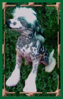 Funhill vom Erfurter Dom