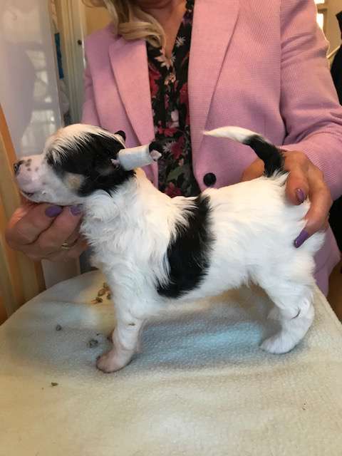 Konishiki Cracking Bundle