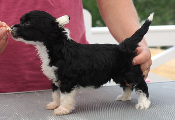 Picture