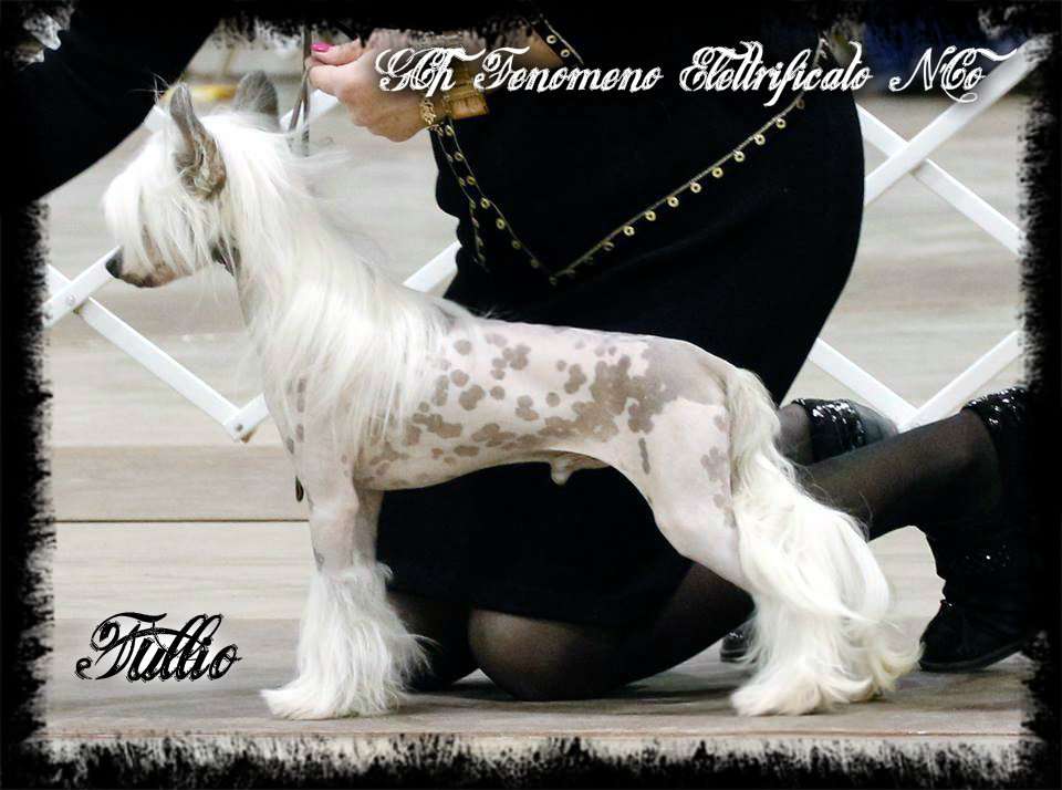 Fenomeno Elettrification N'Co