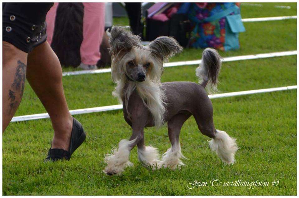 Smedbys Girl Of Mine