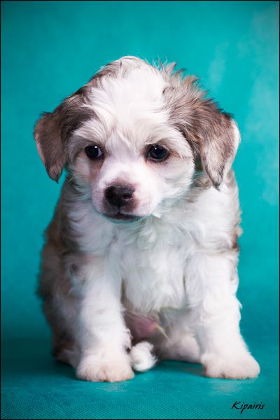 Rus Foreva Geroy Nashego Vremeni