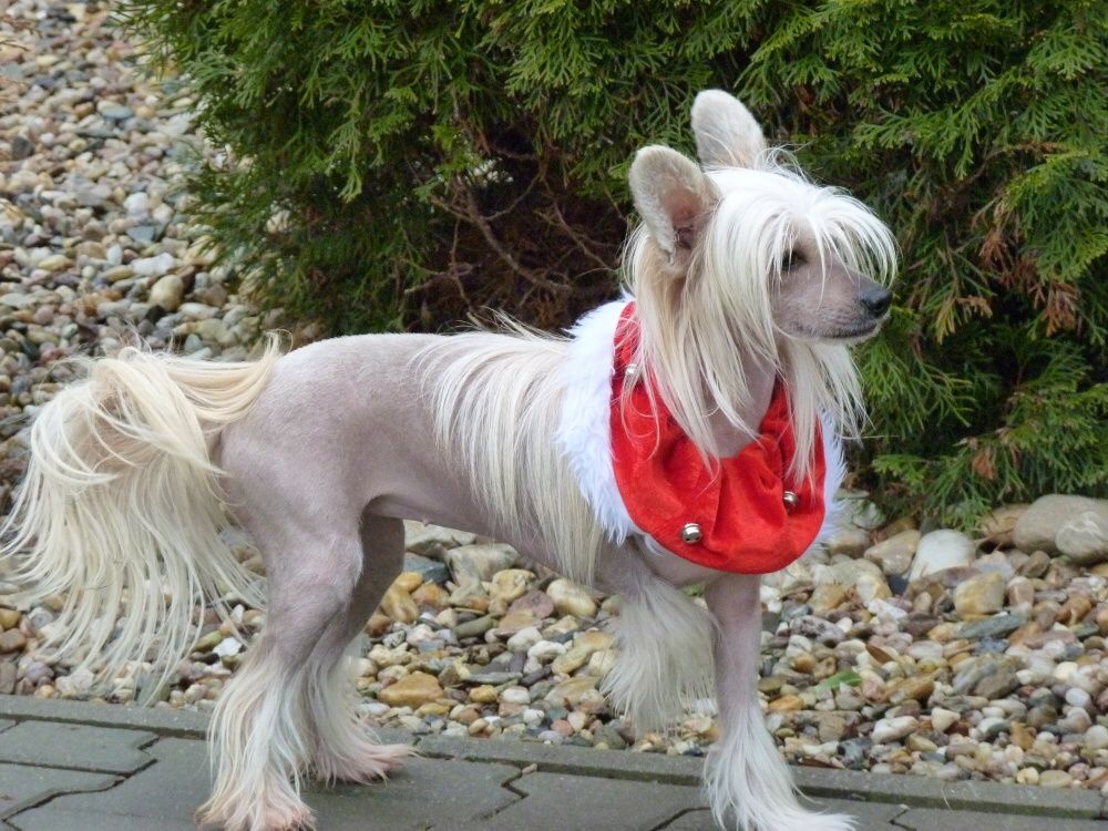 Clarissa z Pulnocního dvora