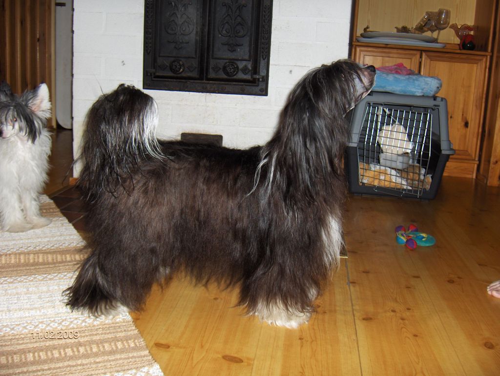 Tippytoes Chimney Sweep