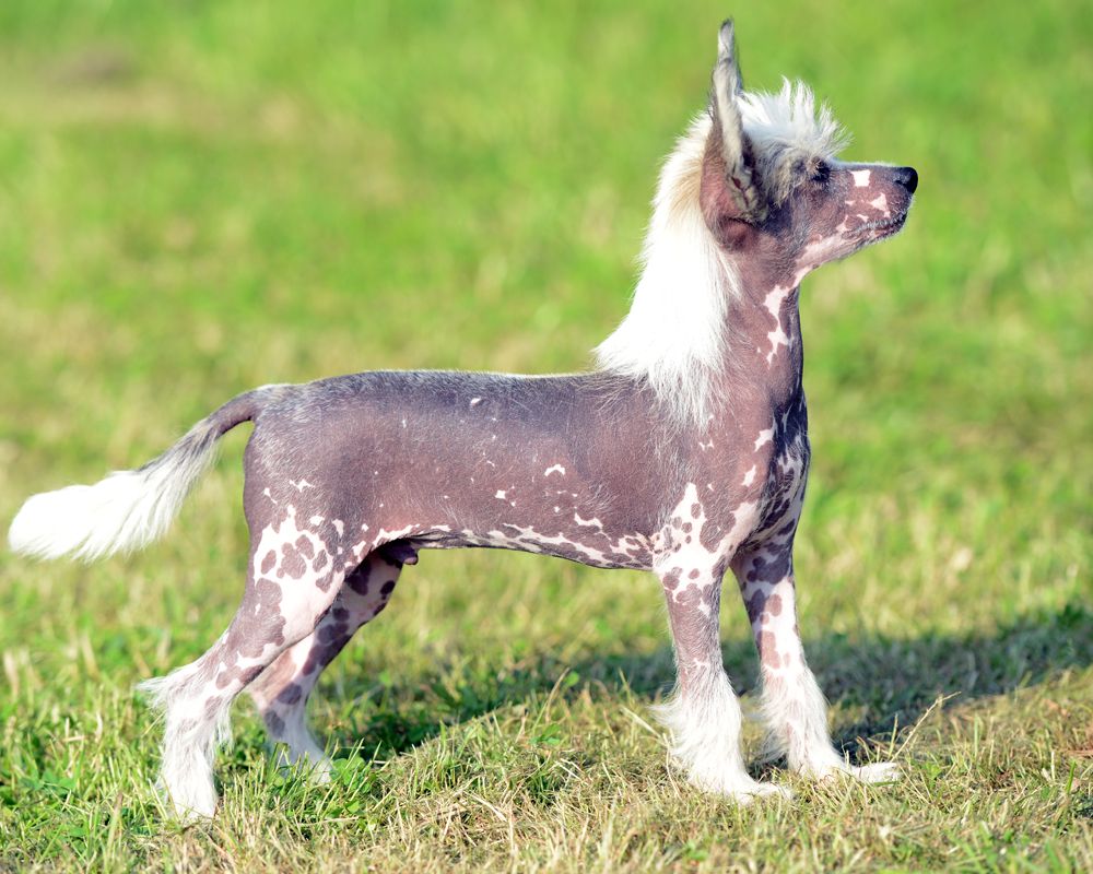 Sunstreaker Nosey Parker