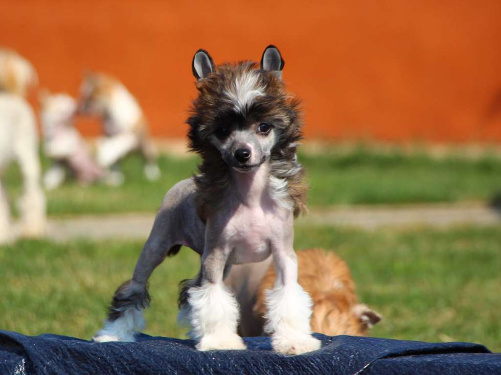 Licky Lips Kind Melody