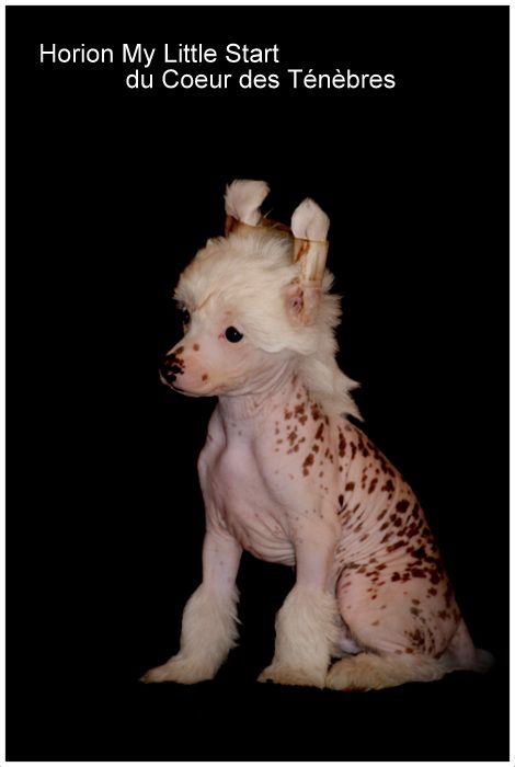 Horion My Little Start Du Coeur Des Tenebres