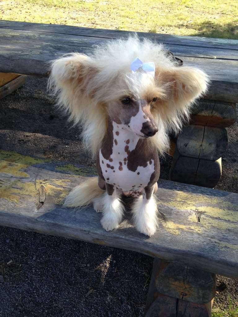 Sirocco Crimson Sense Of Mind