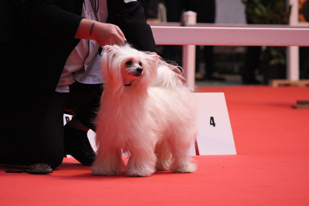 Giacomo  Du Coeur Des Tenebres