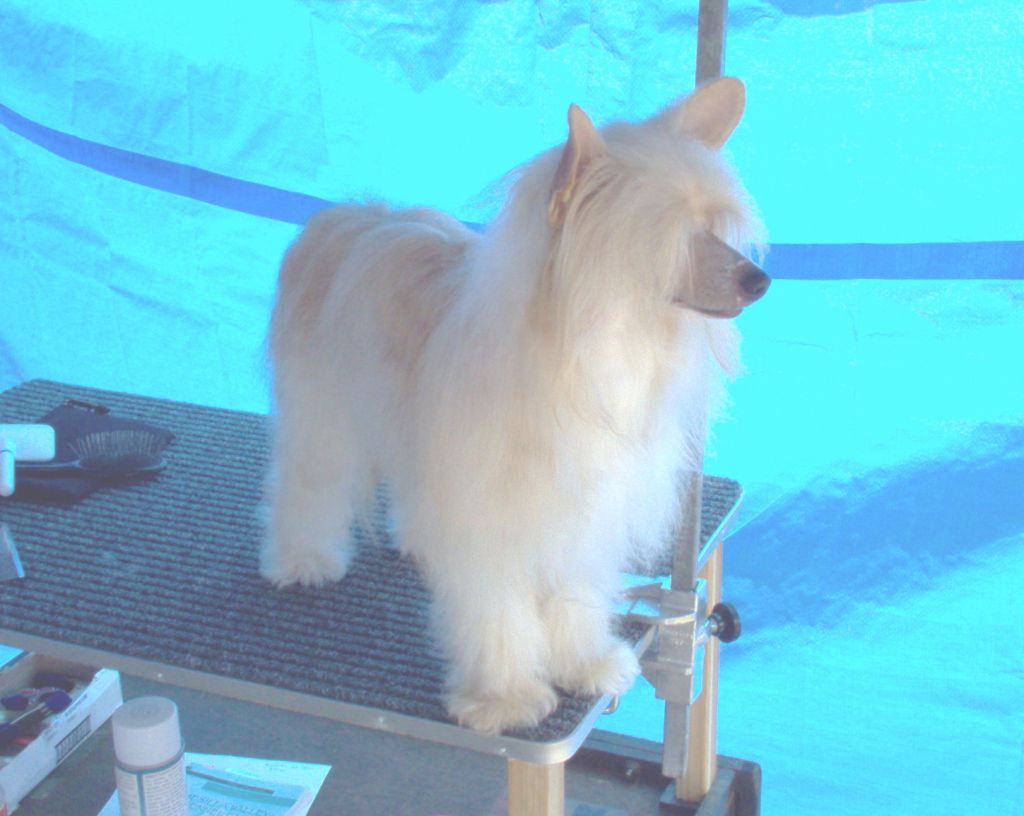 Candas Golden Dreamweaver