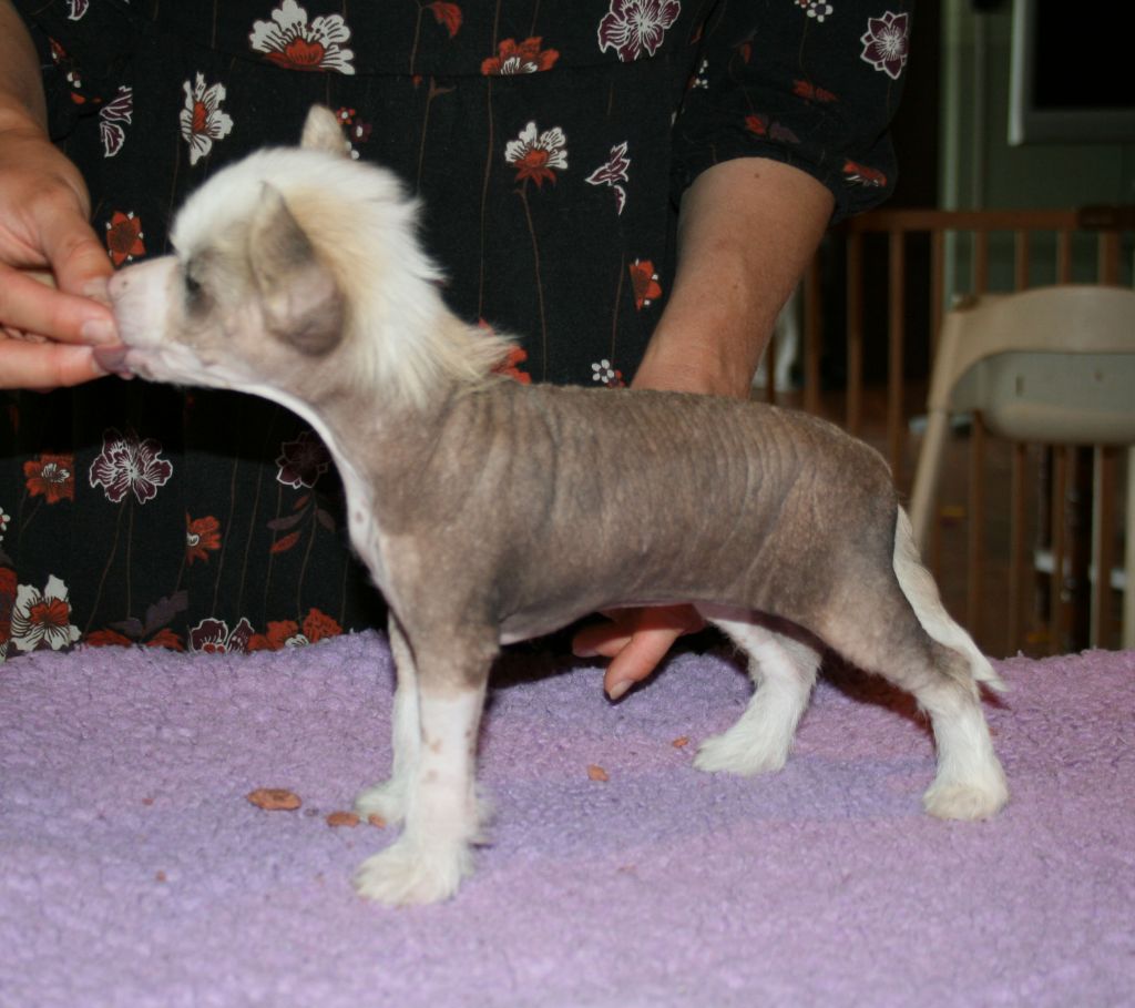 Proud Pony Queen of Cresteds