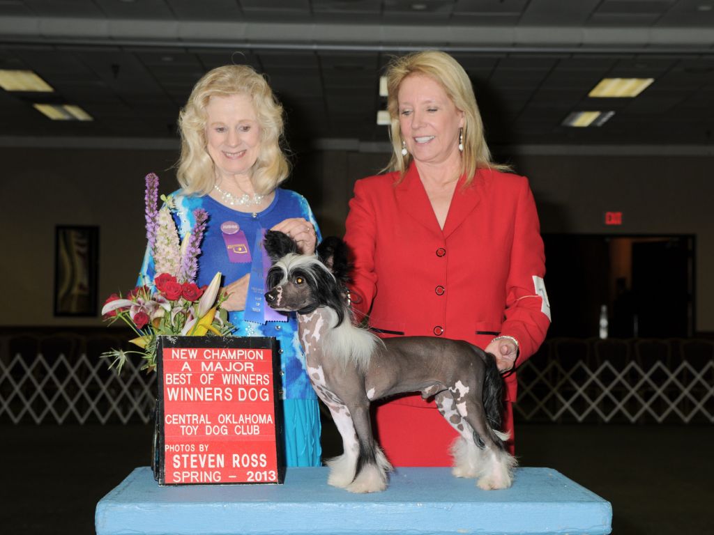 GCH Wyldhairs Majik Mike