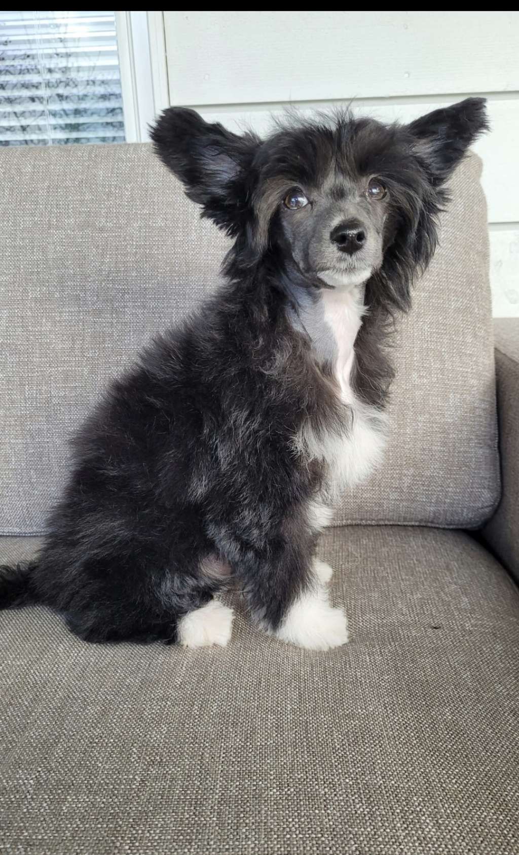 Viavrois Furry Festival