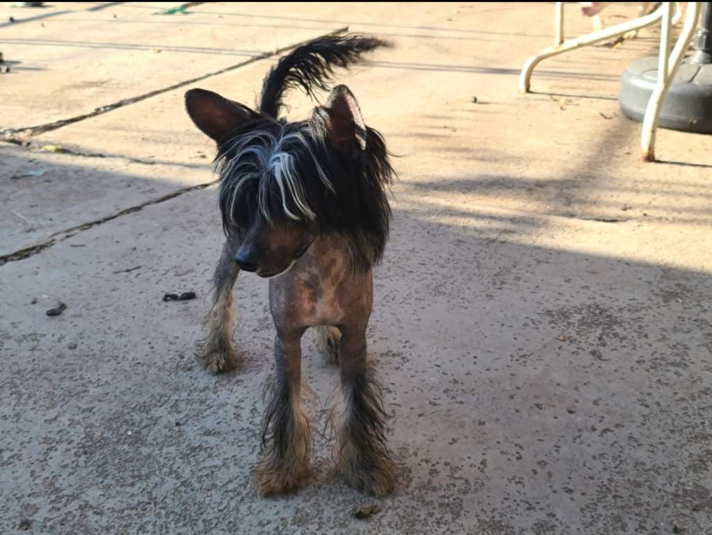 Long Haul's Fallen Angel's First Mornings Light