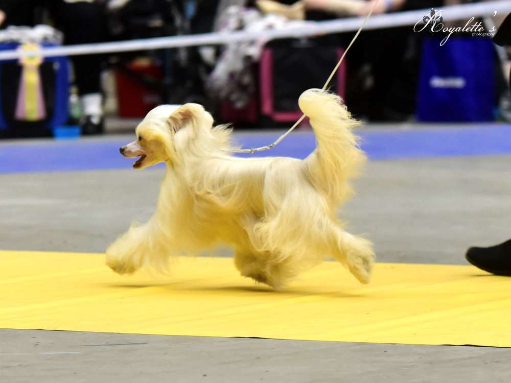 Ridgecrest's Swedish Success